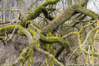 branchage