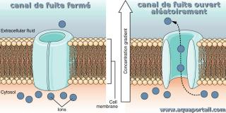 Canal de fuite ferm et ouvert