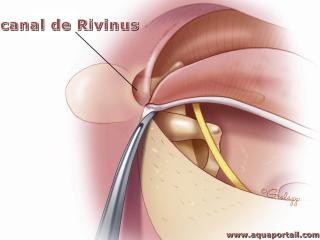 canal de Rivinus