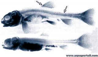 Caractres mristiques d'un poisson