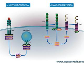 caspase