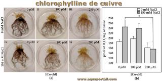 chlorophylline