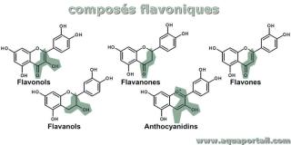 flavonique