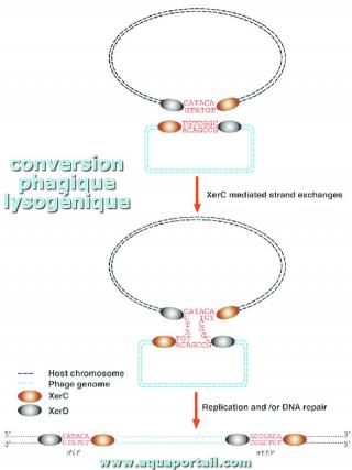 conversion phagique