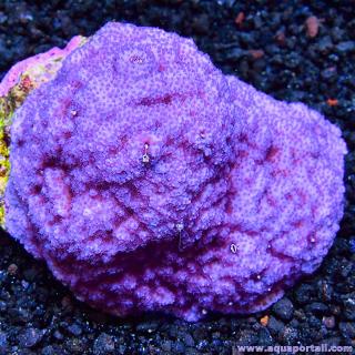 Corail encrotant du genre Montipora
