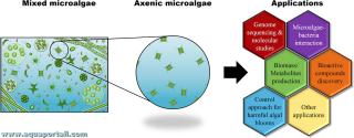 Culture axnique de microalgues
