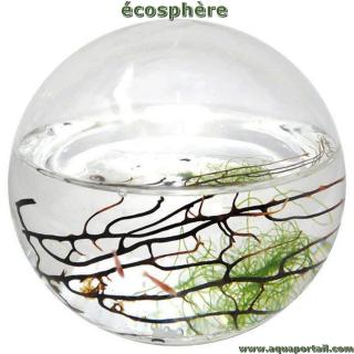 cosphre
