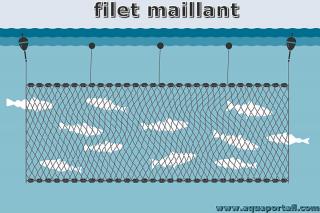 filet maillant