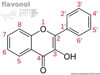flavonol