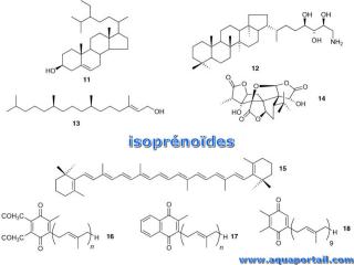 isoprnode