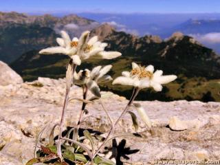 Optimum cologique de l'Edelweiss