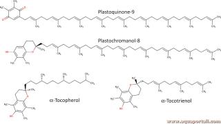 plastoquinone