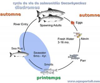 Cycle de vie diadrome de salmonids Oncorhynchus