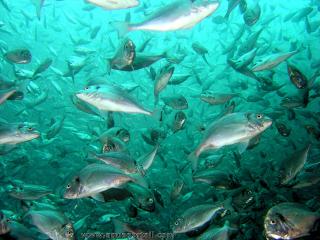 Poissons littoraux : banc de dorades Sparus aurata