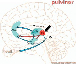 pulvinar