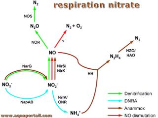 Respiration nitrate : schma