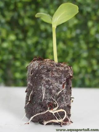 Rhizes d'une plantule