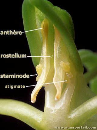 rostellum