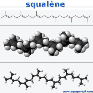 Squalne (structure)
