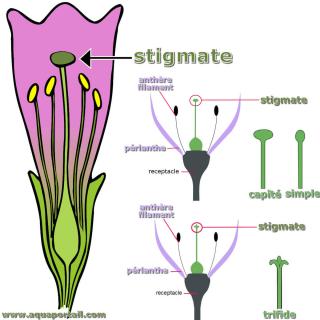 Stigmate (dtails avec stigmate capit, simple ou trifide)