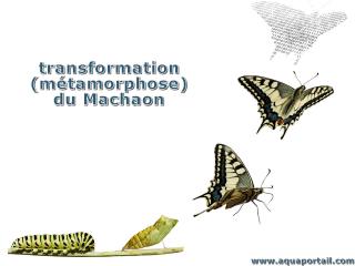 Transformation avec les mtamorphoses d'un papillon Machaon