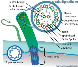 undulipode