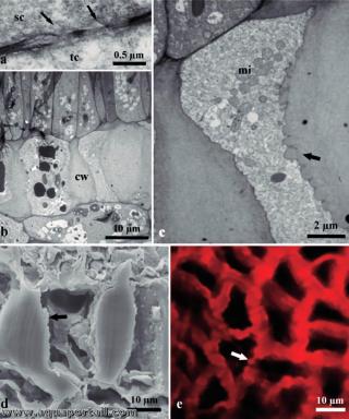 Vacuome de Adenocalymma magnificum