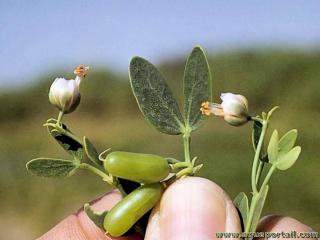 Zygophylle Zygophyllum fabago
