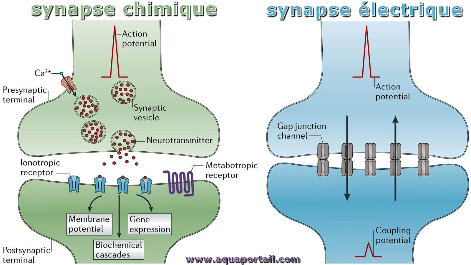 Synapse Chimique D finition Et Explications