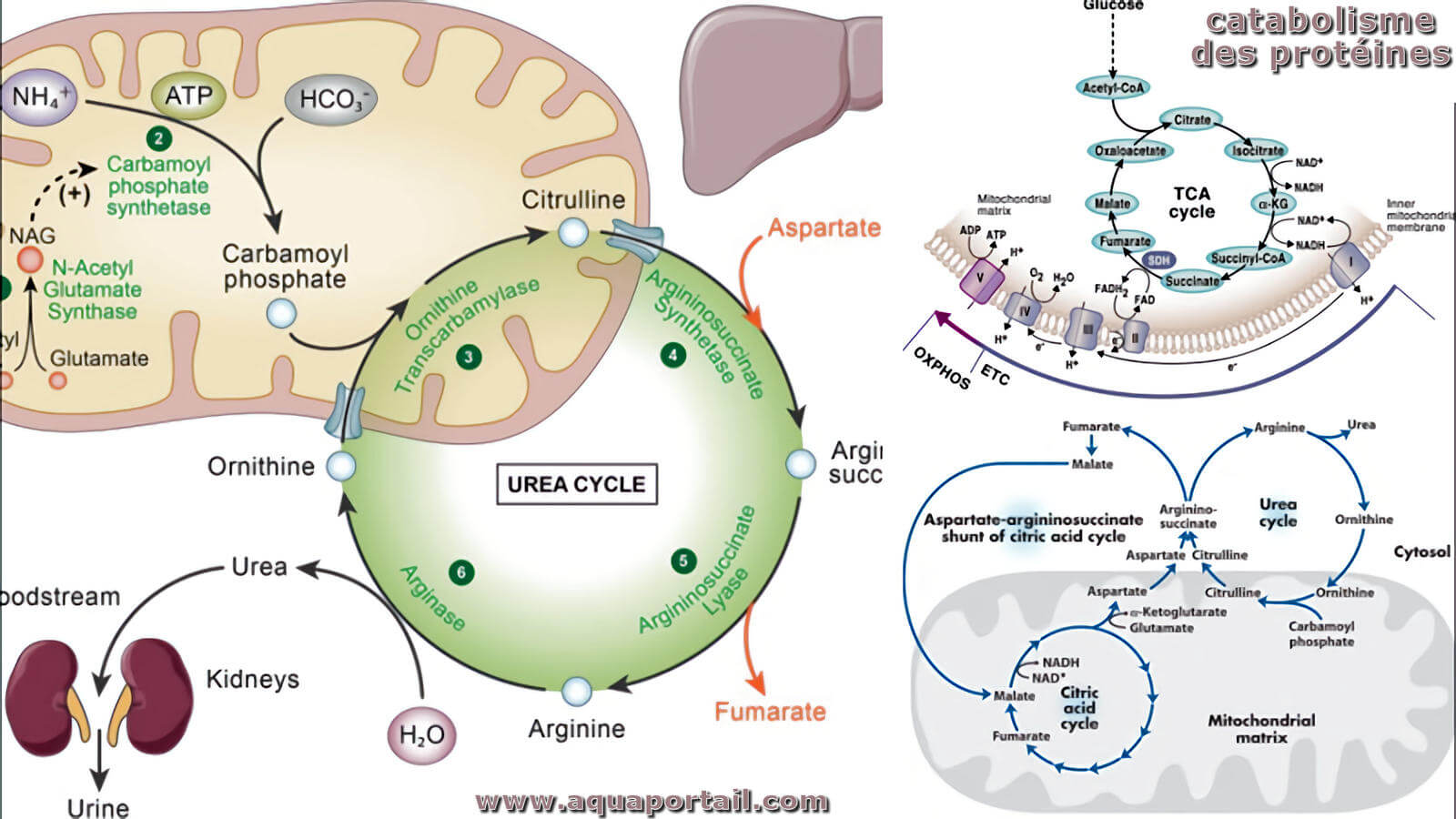 Dans Le Cytoplasme Synthese Des Chaines Polypeptidiques Schema Catabolisme des protéines : définition et explications
