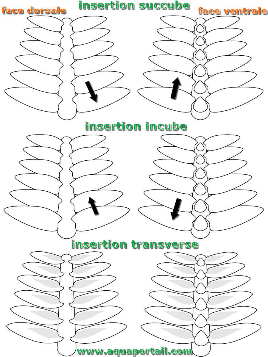Succube : définition et explications