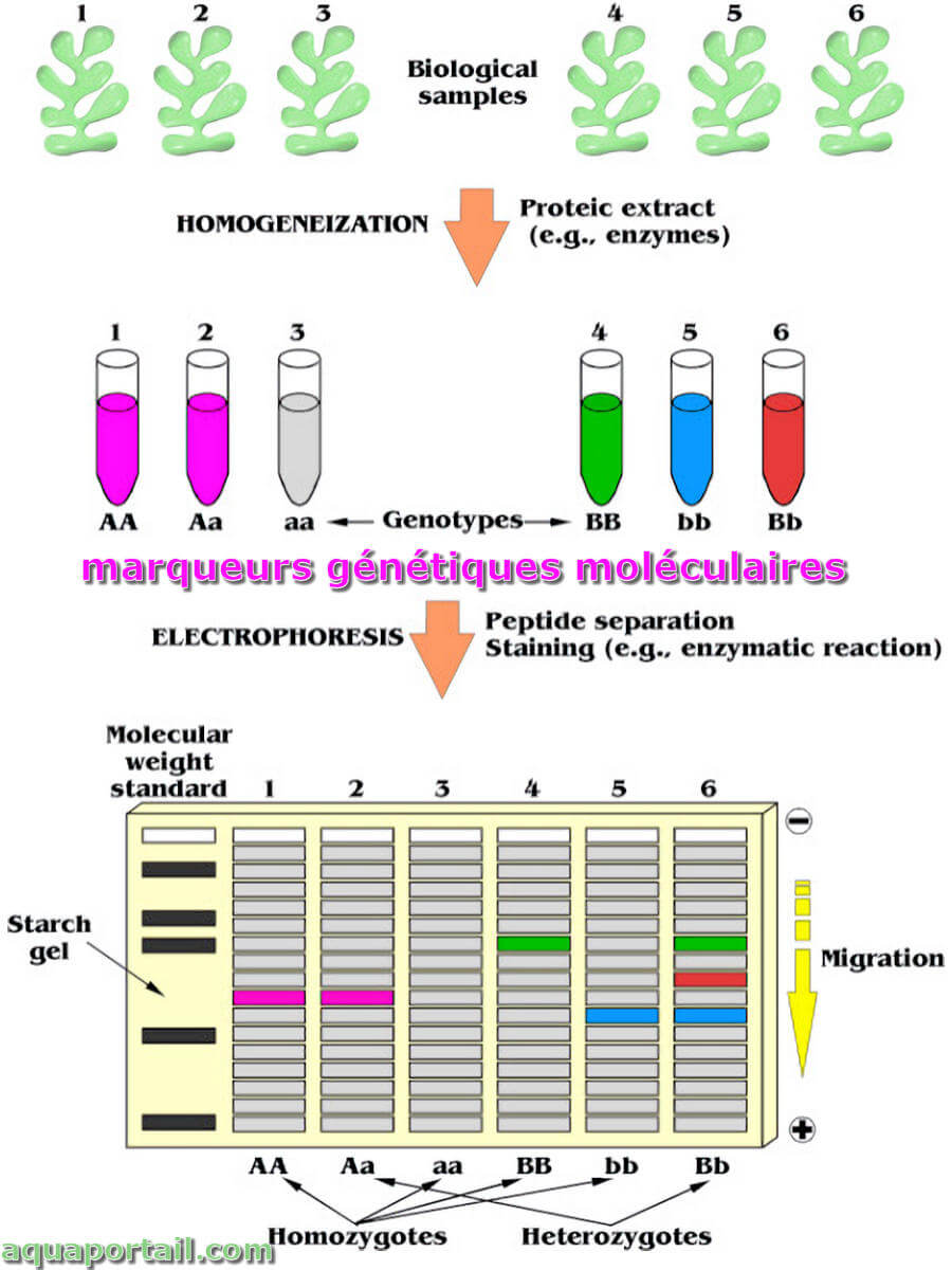 Concept De Test ADN, Arrière-plan De Profilage Génétique Humain, Échelle  D'électrophorèse Des Acides Nucléiques, Structure Du Génome Avec Marqueurs,  Illustration Vectorielle D'empreintes Génétiques, Données ADN Clip Art  Libres De Droits, Svg, Vecteurs