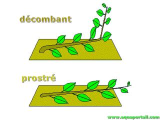 Comparaison dcombant et prostr