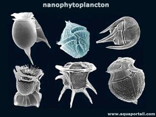 Nanoplancton (dinoflagells, nanophytoplancton)