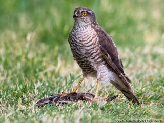 pervier ornithophage (Accipiter nisus) ayant captur un oiseau