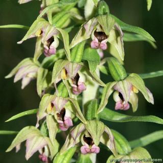 Epipactis helleborine (partie de tige florale)