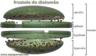 Frustule de diatome avec pivalve et hypovalve