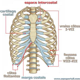 espace intercostal
