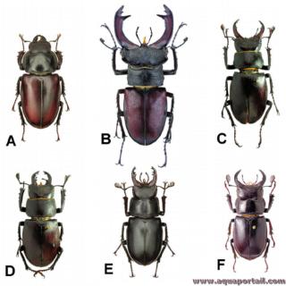 5 espces diffrentes des lucanes du genre Lucanus