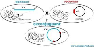 exconjuguant