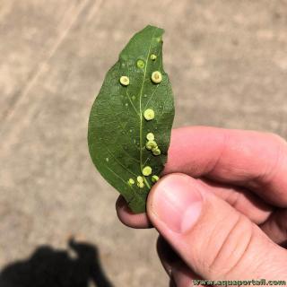 Feuille ombilique