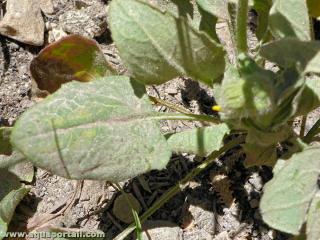 Feuilles subcordes de Arnica cordifolia