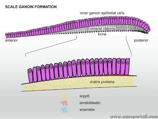 Formation d'une caille avec ganone