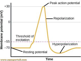 hyperpolarisation
