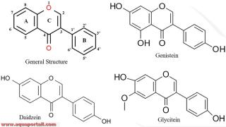 isoflavone