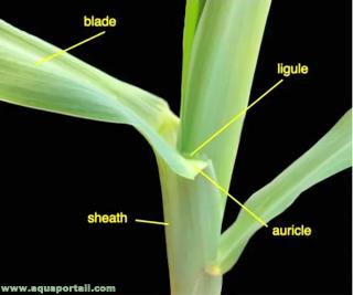 Ligule sur une tige
