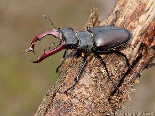 Mle lucane cerf-volant Lucanus cervus