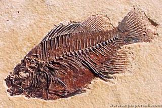 macrofossile