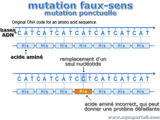 mutation faux-sens
