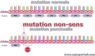 mutation non-sens